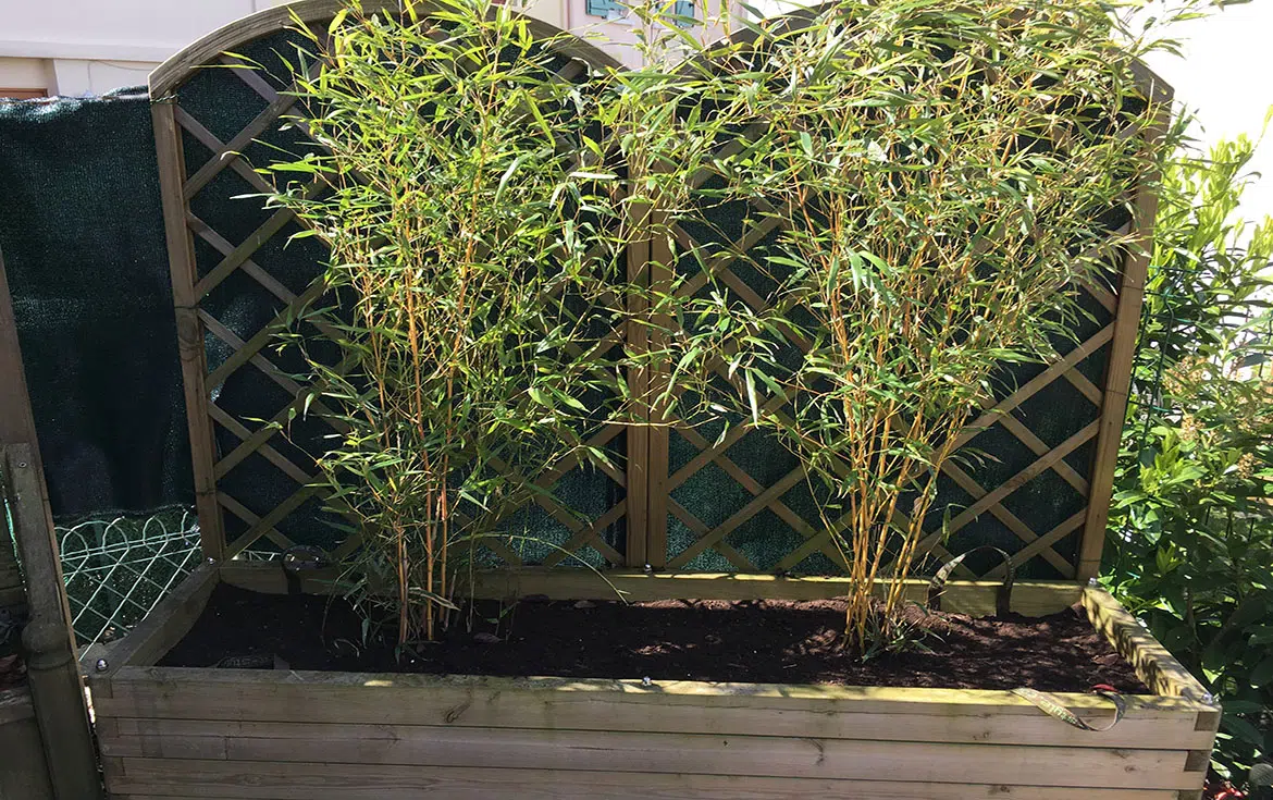 planter des bambous en bac