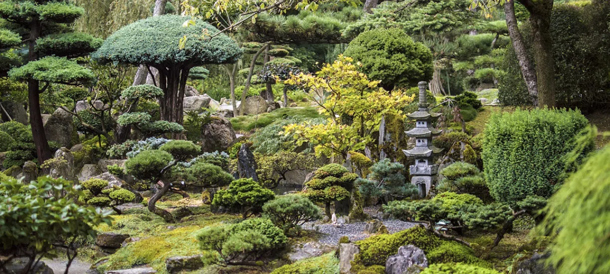 Cmonjardinier vous explique comment aménager un jardin japonais.