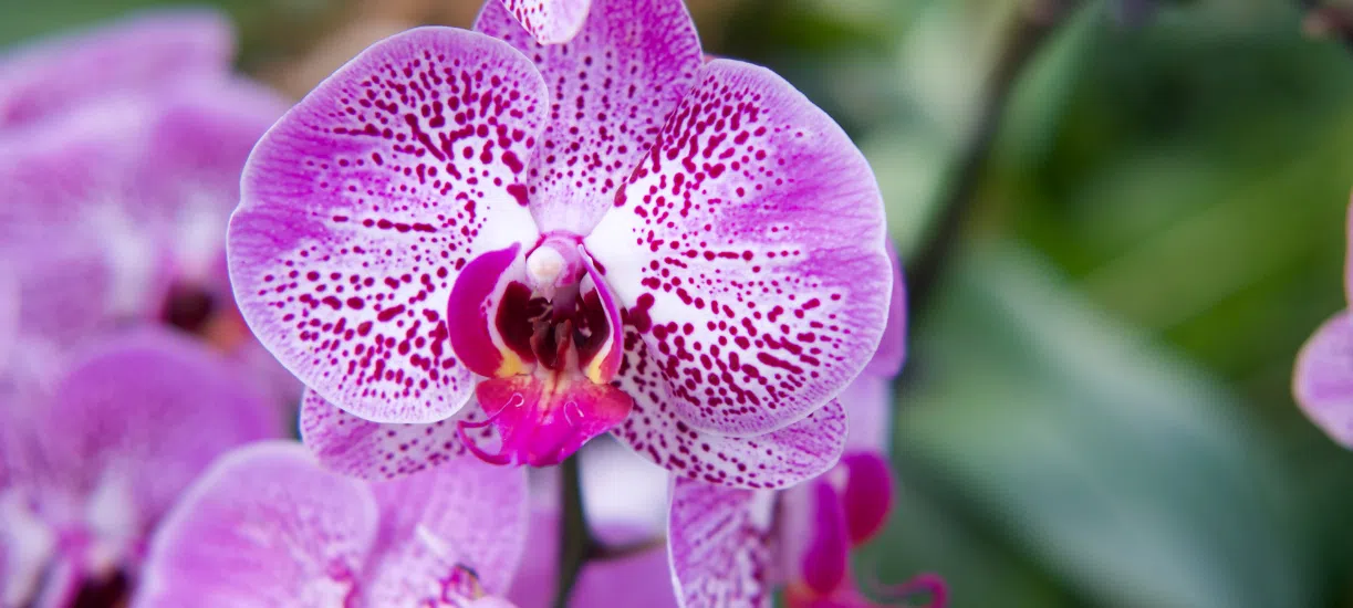 Cmonjardinier vous explique comment planter, rempoter et arroser votre orchidée.