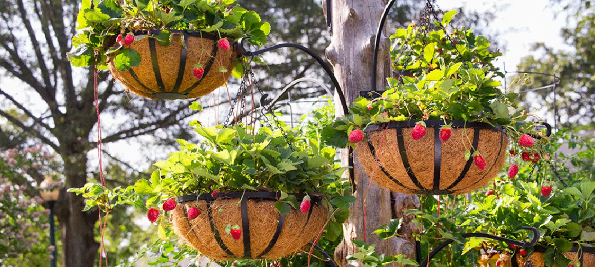 Cmonjardinier vous donne des conseils pour cultiver des fraises hors-sol ? On vous dit tout