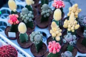 Les petits cactus font partie de la sélection fleurs et plantes de Noël de Cmonjardinier
