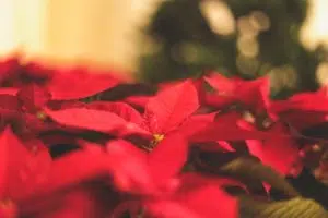 La poinsettia fait partie de la sélection fleurs et plantes de Noël de Cmonjardinier