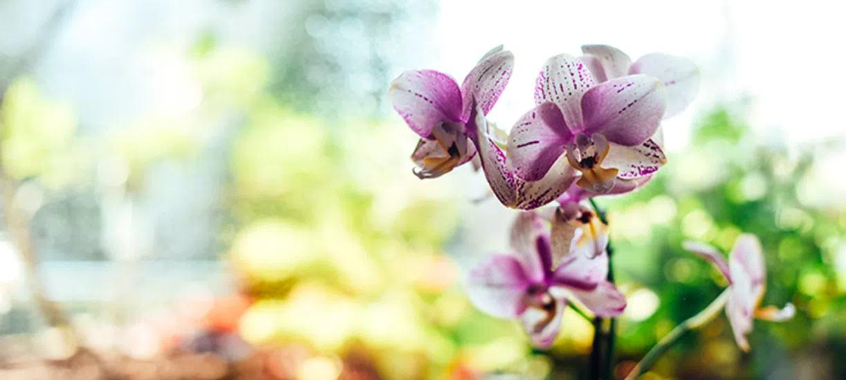 Voici de petit guide d'orchidée : entretien fait par Cmonjardinier pour vous aider a bien entretenir votre plante.