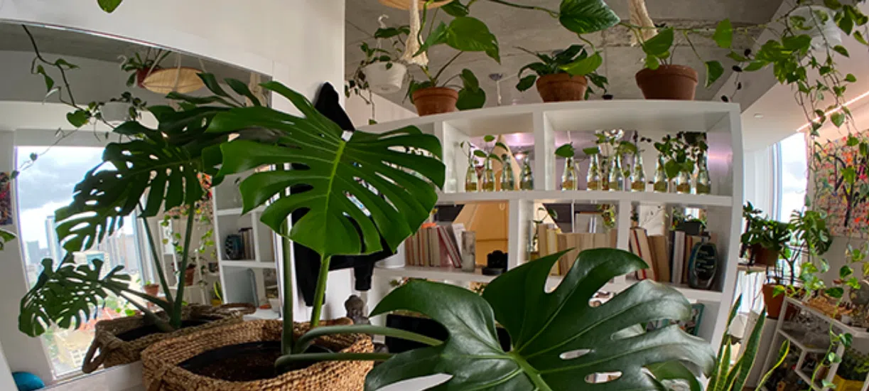 Cmonjardinier vous fait une sélection de 7 plantes d'intérieur faciles à entretenir.
