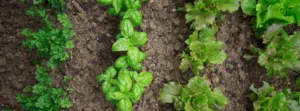 Cmonjardinier vous conseille dans la création de potager.