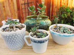 Pots de fleurs originaux et insolites en tasse