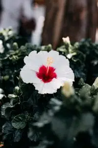 Cmonjardinier affiche un hibiscus de la variété l'Althéa de couleur blanche.