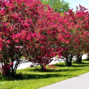 Lagerstroemia indica Red Imperator