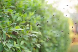 Moustiques dans le jardin